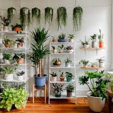 Top Indoor Plants for your Home